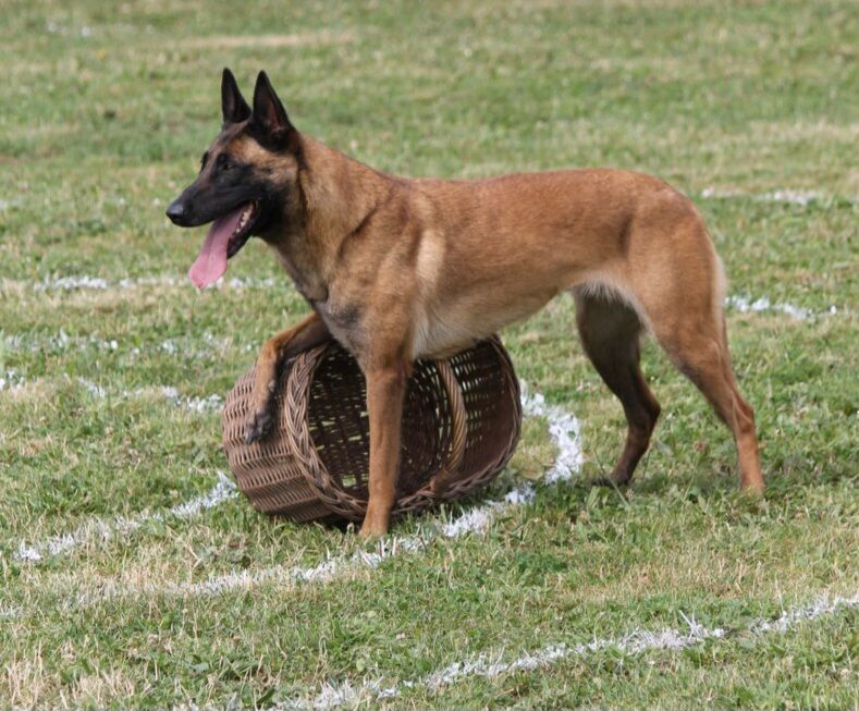 CH. Paya des hoyas (Sans Affixe)